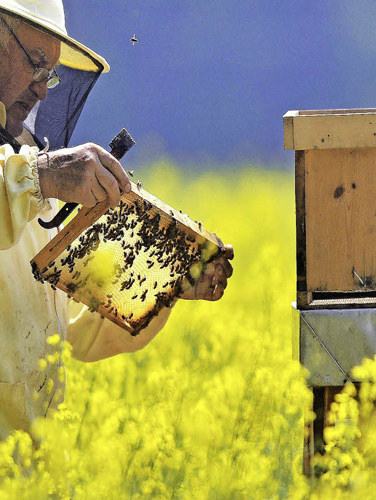 Bienenhaltung auf natürliche Art